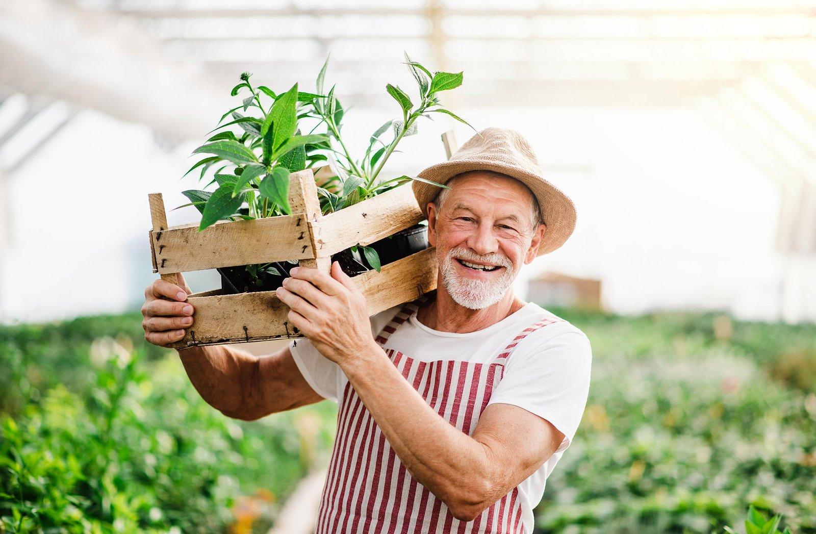 1 senior man standing in greenhouse holding a box wi ZALUTVB
