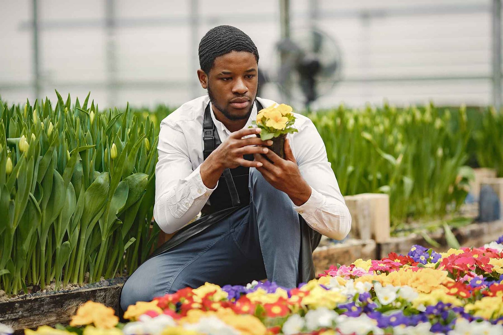 gardener inspects flowers in a pot in greenhouse YSJZSQC