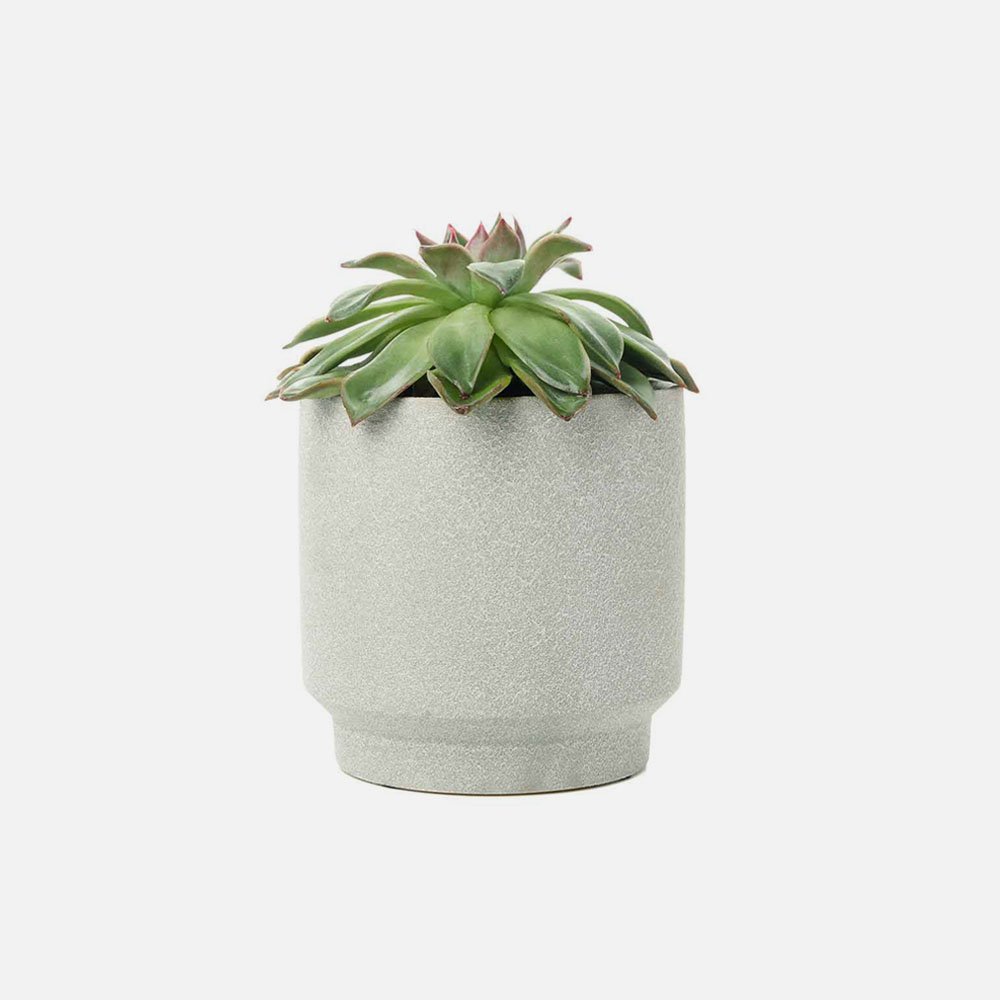 Succulent Plant
