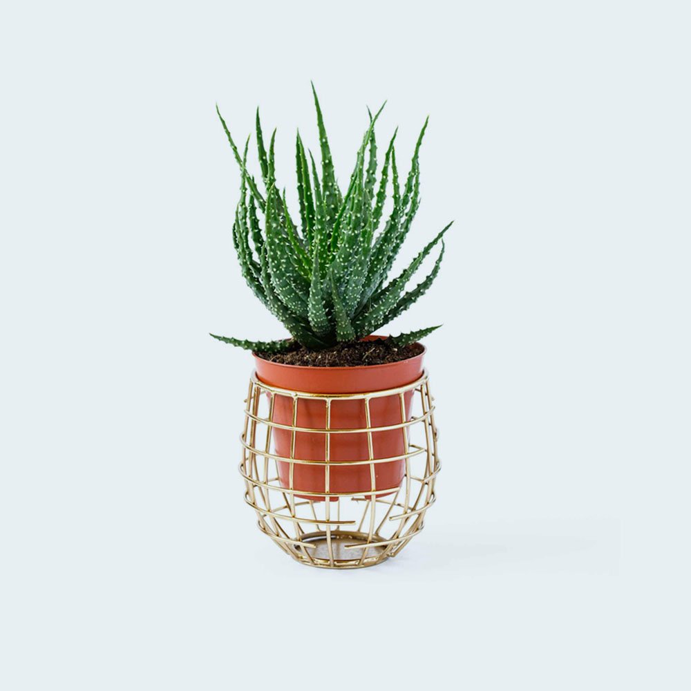 cactus in a pot minimalism concept 2 DHJ2W9S 1
