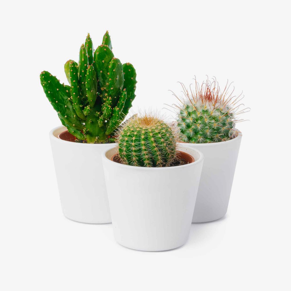 different types of cactus isolated on white backgr 2 SZ9C2MH 1