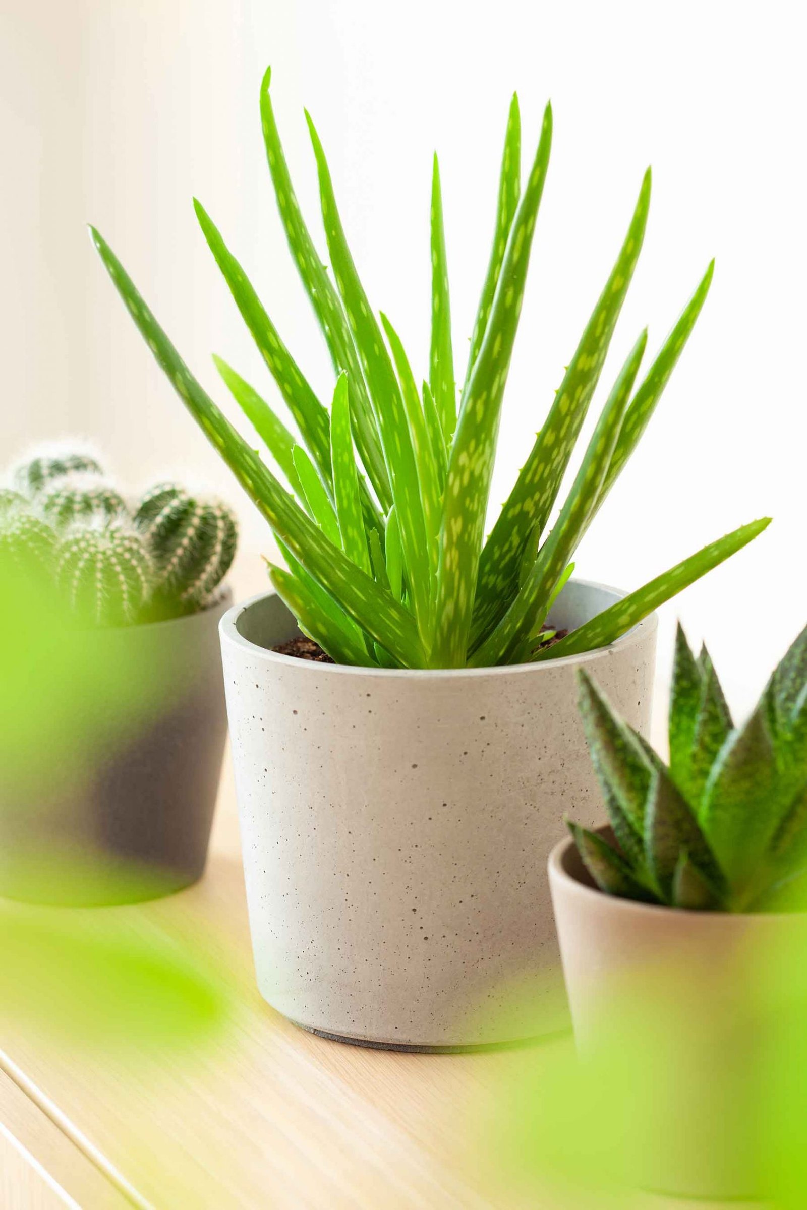 green houseplants cactus succulent aloe vera gaste HDQKRZQ scaled 1